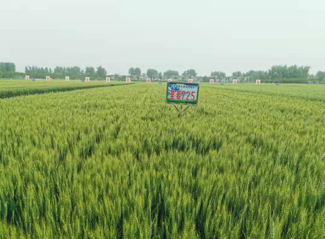 1、荃麦725.jpg
