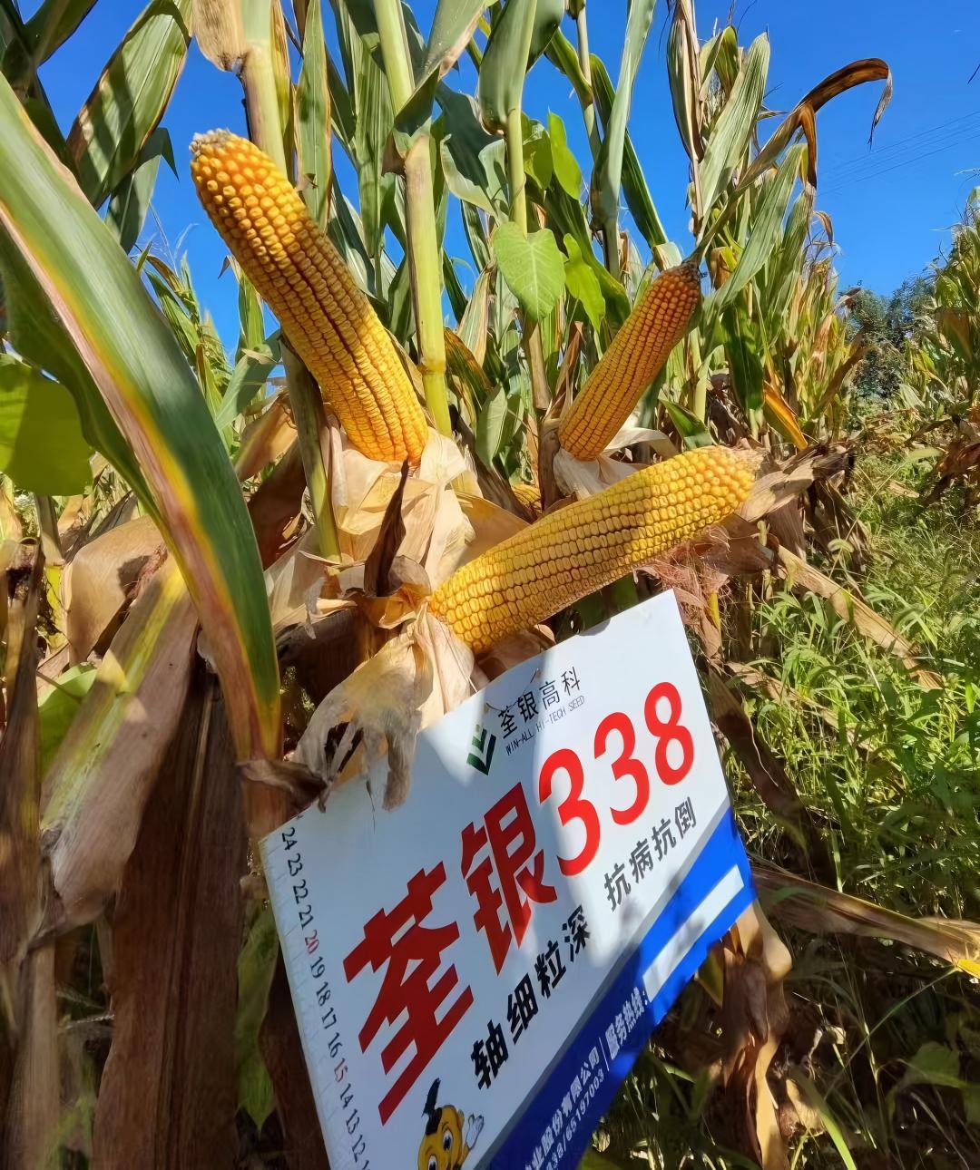 荃银338.jpg