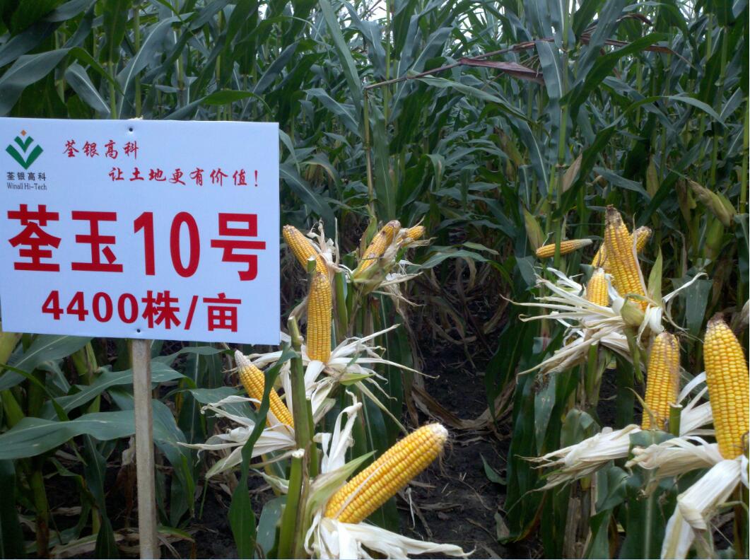 皖玉708玉米品种图片