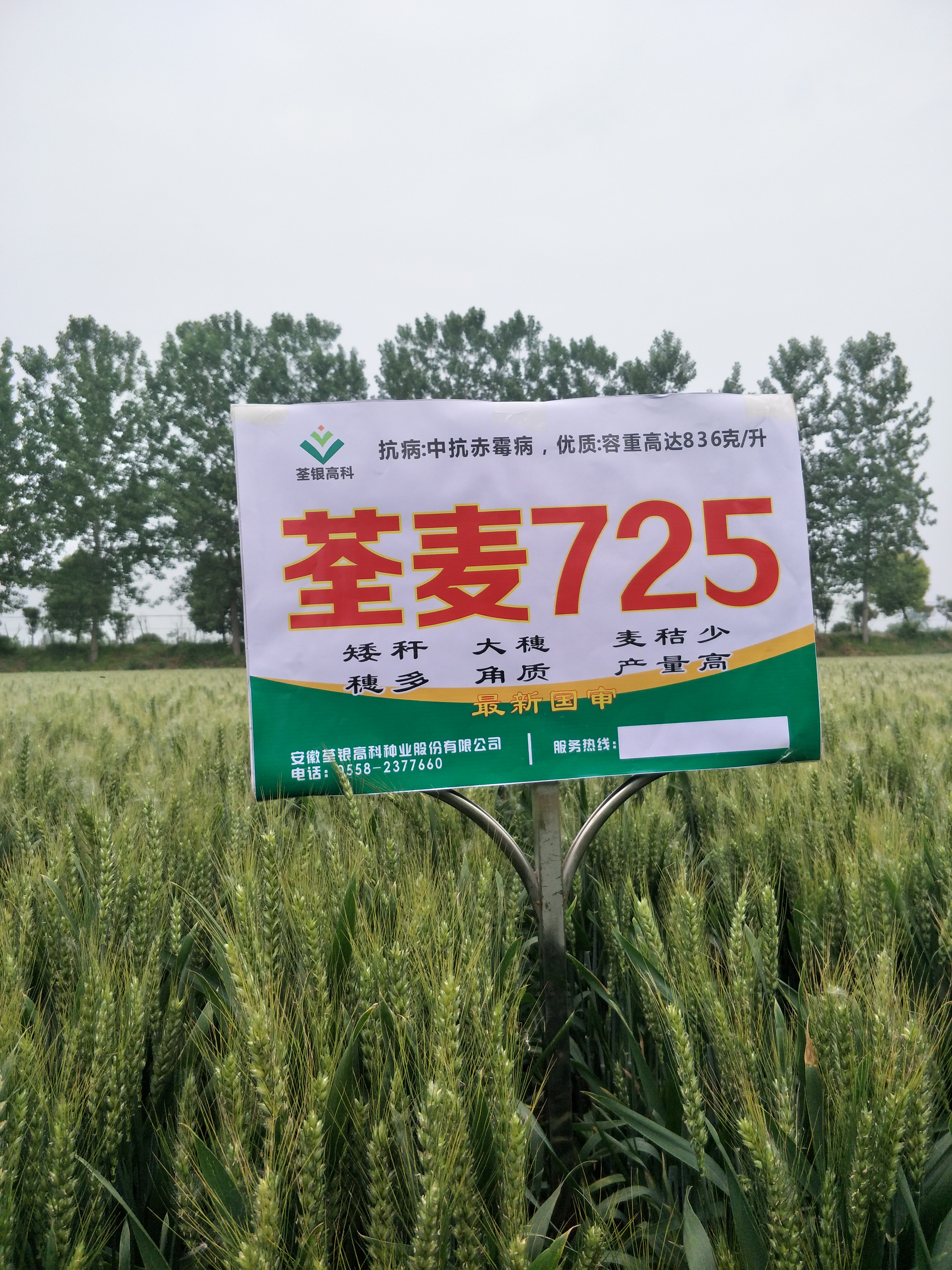 小麦品种 安徽荃银高科种业股份有限公司