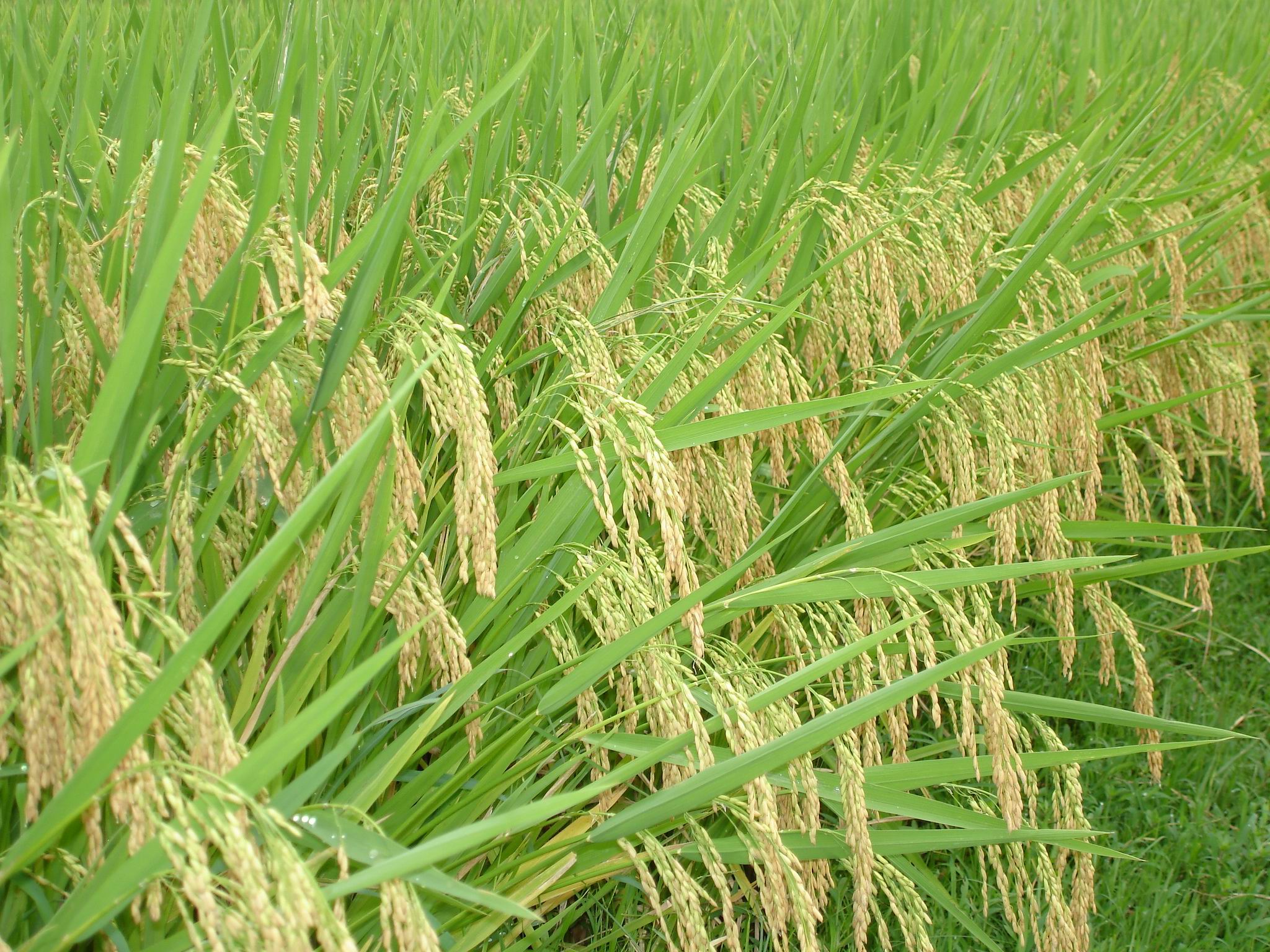 九稻601水稻品种图片